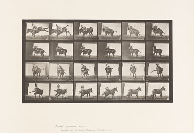 Tallerken 661. Muldyr; A, B, Et Ildfast Dyr Ruth af Eadweard Muybridge