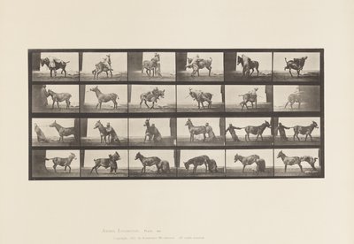 Tallerken 662. Muldyr; A, B, A Ildfast dyr Denver af Eadweard Muybridge