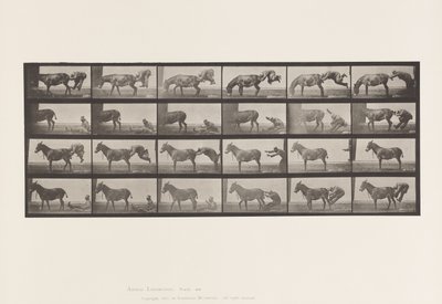 Tallerken 663. Muldyr; A, B, A Ildfast dyr Denver af Eadweard Muybridge