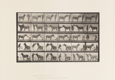 Tallerken 664. Muldyr; Forskellige forestillinger; ved et bord osv. af Eadweard Muybridge
