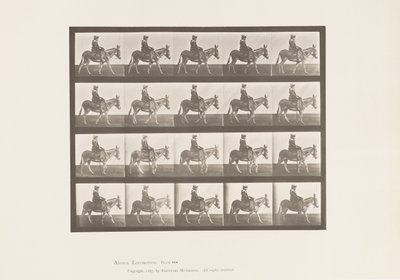 Tavle 666. Ass; Gåture; Sadel; En pige, der rider, Zoo af Eadweard Muybridge