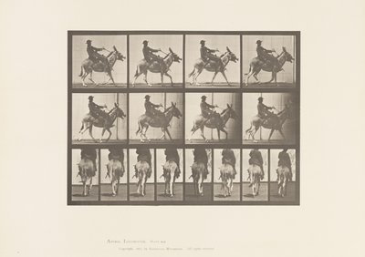 Tavle 668. Ass; Ambling; Sadel; En dreng rider, Zoo af Eadweard Muybridge
