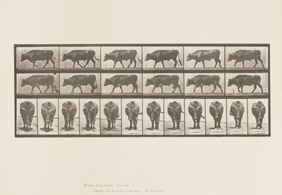 Plade 670. Okse; Gåture af Eadweard Muybridge