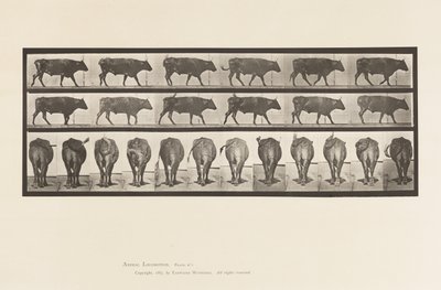 Plade 671. Okse; Gåture af Eadweard Muybridge
