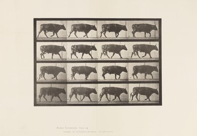 Plade 672. Okse; Trav af Eadweard Muybridge