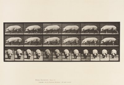 Tavle 673. So; Gåture af Eadweard Muybridge