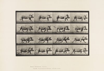 Tavle 675. So; Trav af Eadweard Muybridge