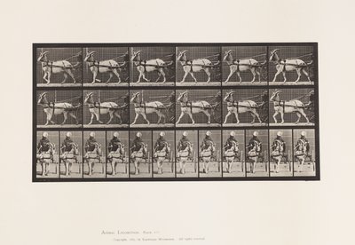 Tavle 677. Ged; Gåtur i Sulky af Eadweard Muybridge