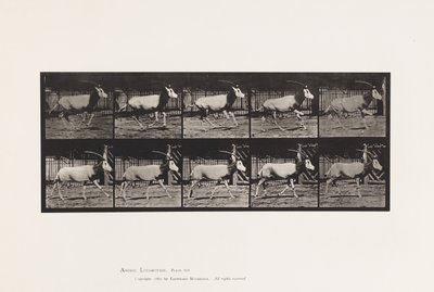 Tallerken 680. Orex; Galoperende af Eadweard Muybridge