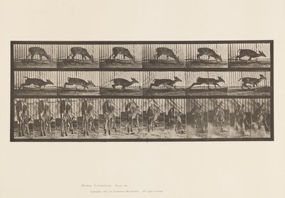 Tavle 681. Virginia Deer; (Ingen gevir) Buck Walking af Eadweard Muybridge