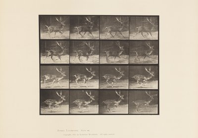 Tavle 682. Brak; Buck; A, Trav; B, Galoperende af Eadweard Muybridge