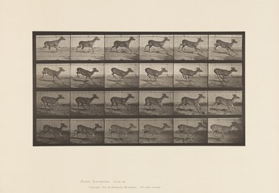 Tavle 683. Virginia Deer; (Ingen Gevir); Buck; Galoperende af Eadweard Muybridge