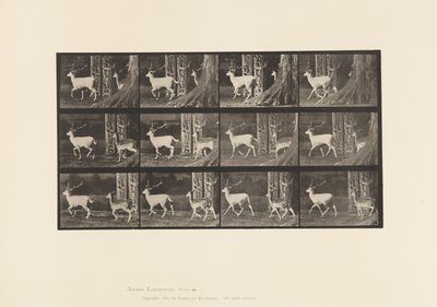 Tavle 685. Dåhjort; Buck and Doe; Trav af Eadweard Muybridge