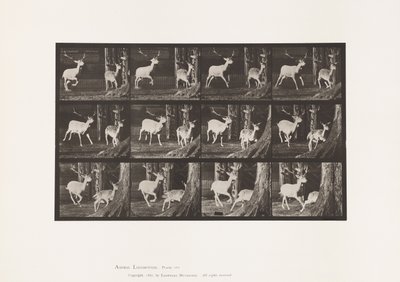 Tavle 686. Dåhjort; Buck and Doe; Galoperende af Eadweard Muybridge