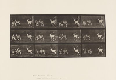 Tavle 687. Dåhjort; Buck and Group of Does; Galoperende af Eadweard Muybridge