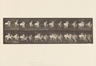 Tavle 688. Dåhjort; Buck and Group of Does; Galoperende af Eadweard Muybridge