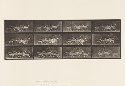 Tavle 690. Dåhjort; Buck and Group of Does; Forskellige Bevægelser af Eadweard Muybridge