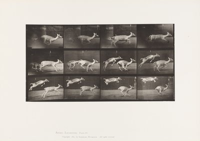 Tavle 691. Dådyr; Doe; Galoperende; og Kid; Hoppe af Eadweard Muybridge