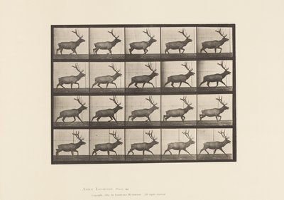 Tavle 692. Elg, Trav af Eadweard Muybridge