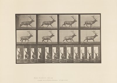 Tavle 694. Elg, Galoperende af Eadweard Muybridge