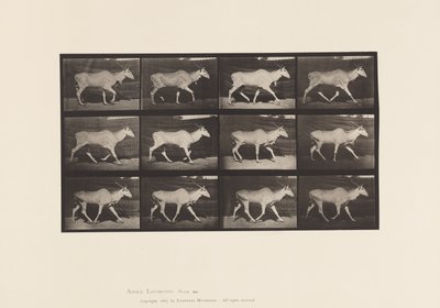 Tavle 696. Eland, Trav af Eadweard Muybridge