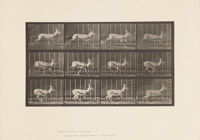 Tavle 698. Antilope; Galoperende af Eadweard Muybridge