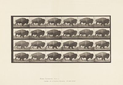 Tallerken 699. Bøffel; Gåture af Eadweard Muybridge