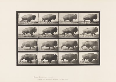 Tallerken 700. Bøffel; Galoperende af Eadweard Muybridge