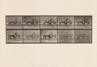 Plade 701. Gnu; Gåture af Eadweard Muybridge