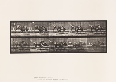 Plade 702. Gnu; Bukning og galop af Eadweard Muybridge