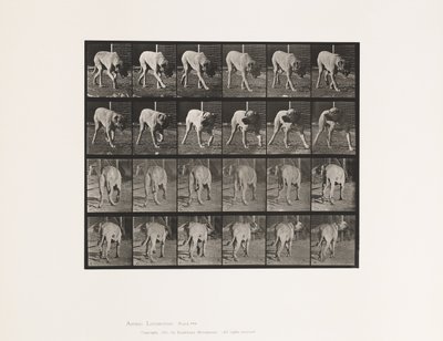 Tavle 703. Hund; Gåture; Afbrudt Mastiff-Dread af Eadweard Muybridge
