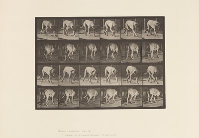 Tavle 704. Hund; Gåture; Mastiff af Eadweard Muybridge