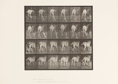 Tavle 705. Hund; Trav; Mastiff af Eadweard Muybridge