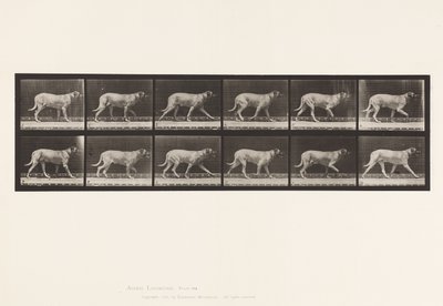 Tavle 706. Hund; Trav; Mastiff af Eadweard Muybridge