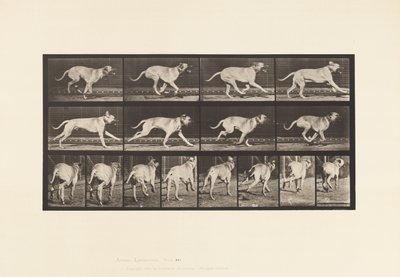 Tavle 707. Hund; Galoperende; Mastiff af Eadweard Muybridge