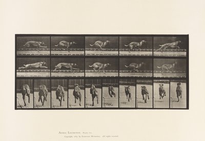 Tavle 708. Hund; Galoperende; Brun racerhund af Eadweard Muybridge