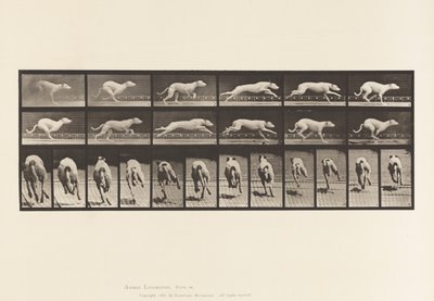 Tallerken 710. Hund; Galoperende; Hvid Racing Hound Maggie af Eadweard Muybridge
