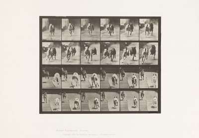 Tallerken 711. Hunde; To Racing; A, B; Racing Hounds, Ike & Maggie af Eadweard Muybridge