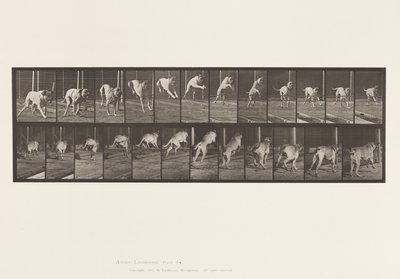 Tavle 712. Hund; Jumping Hurdle; Mastiff, Dread af Eadweard Muybridge