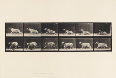 Tavle 714. Hund; Ophidset af en Torpedo; Mastiff-Smith af Eadweard Muybridge