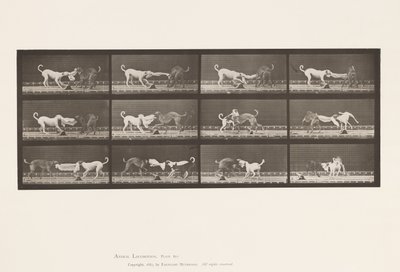 Tallerken 715. Hunde; Tre, trækker i et håndklæde, Ike, Maggie osv. af Eadweard Muybridge