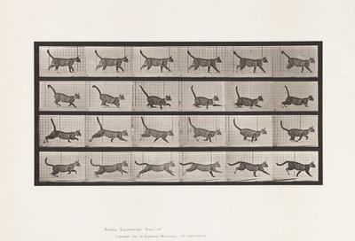 Tallerken 716. Kat; Gå, skift til galop af Eadweard Muybridge