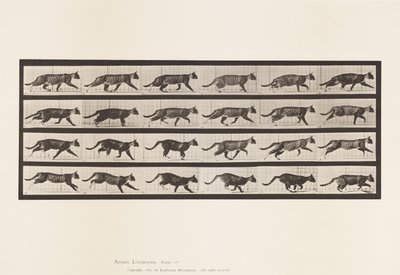 Tallerken 718. Kat; Trav; Skift til Galoping af Eadweard Muybridge