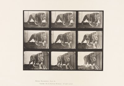 Tallerken 721. Løve; Gåture af Eadweard Muybridge