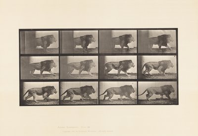 Tallerken 722. Løve; Gåture af Eadweard Muybridge
