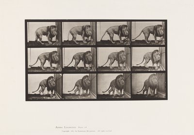 Tallerken 723. Løve; Gå, vende sig om af Eadweard Muybridge