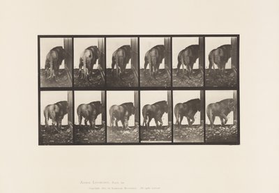 Tallerken 724. Løve; Gå, vende sig om af Eadweard Muybridge