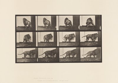 Tallerken 725. Løve; Gå, vende sig om af Eadweard Muybridge