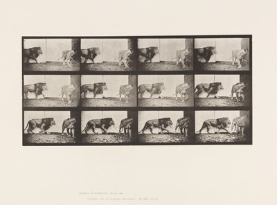 Tavle 726. Løve og Løvinde; Gåture af Eadweard Muybridge