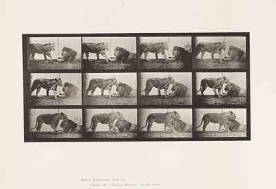 Tavle 727. Løvinne; Gåture; Løve; Ligger ned af Eadweard Muybridge